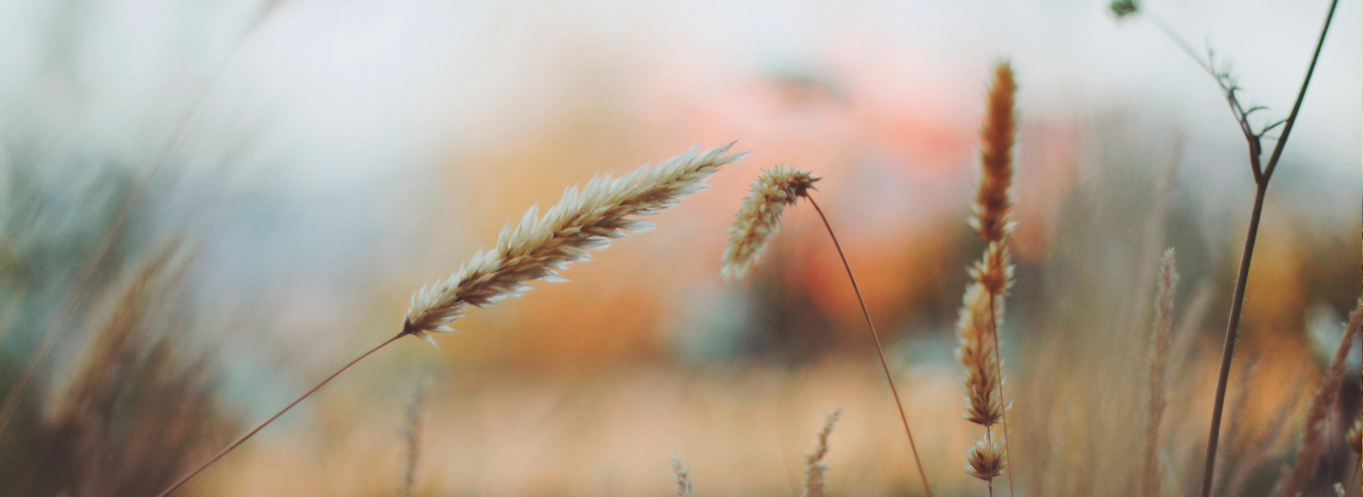 电话炸弹防护业务